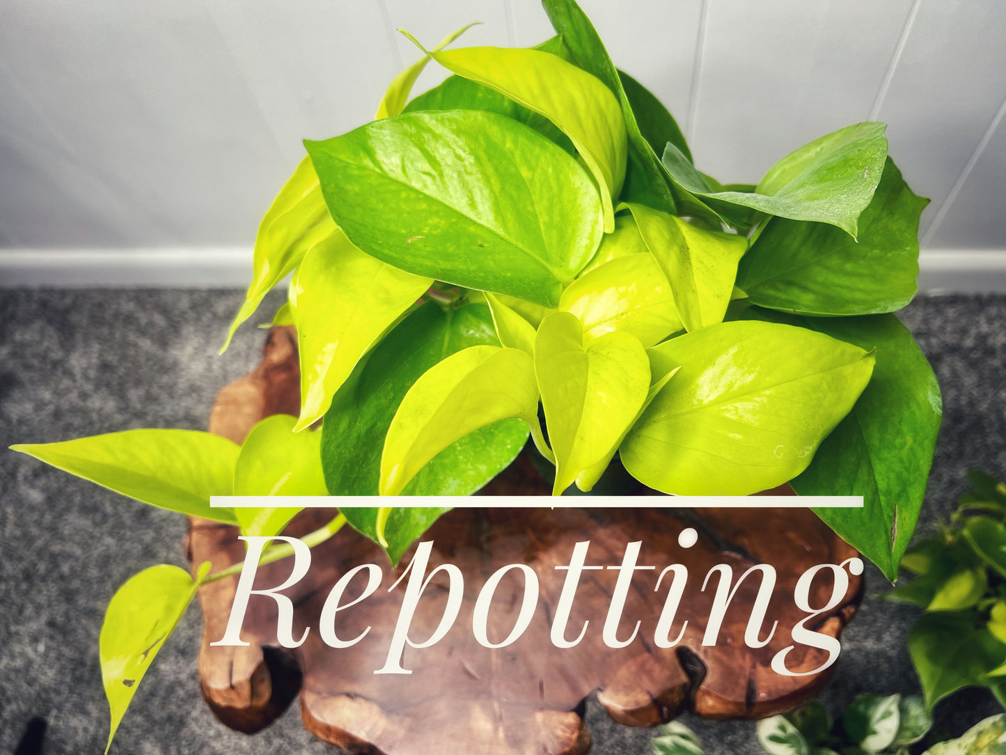 Repotting