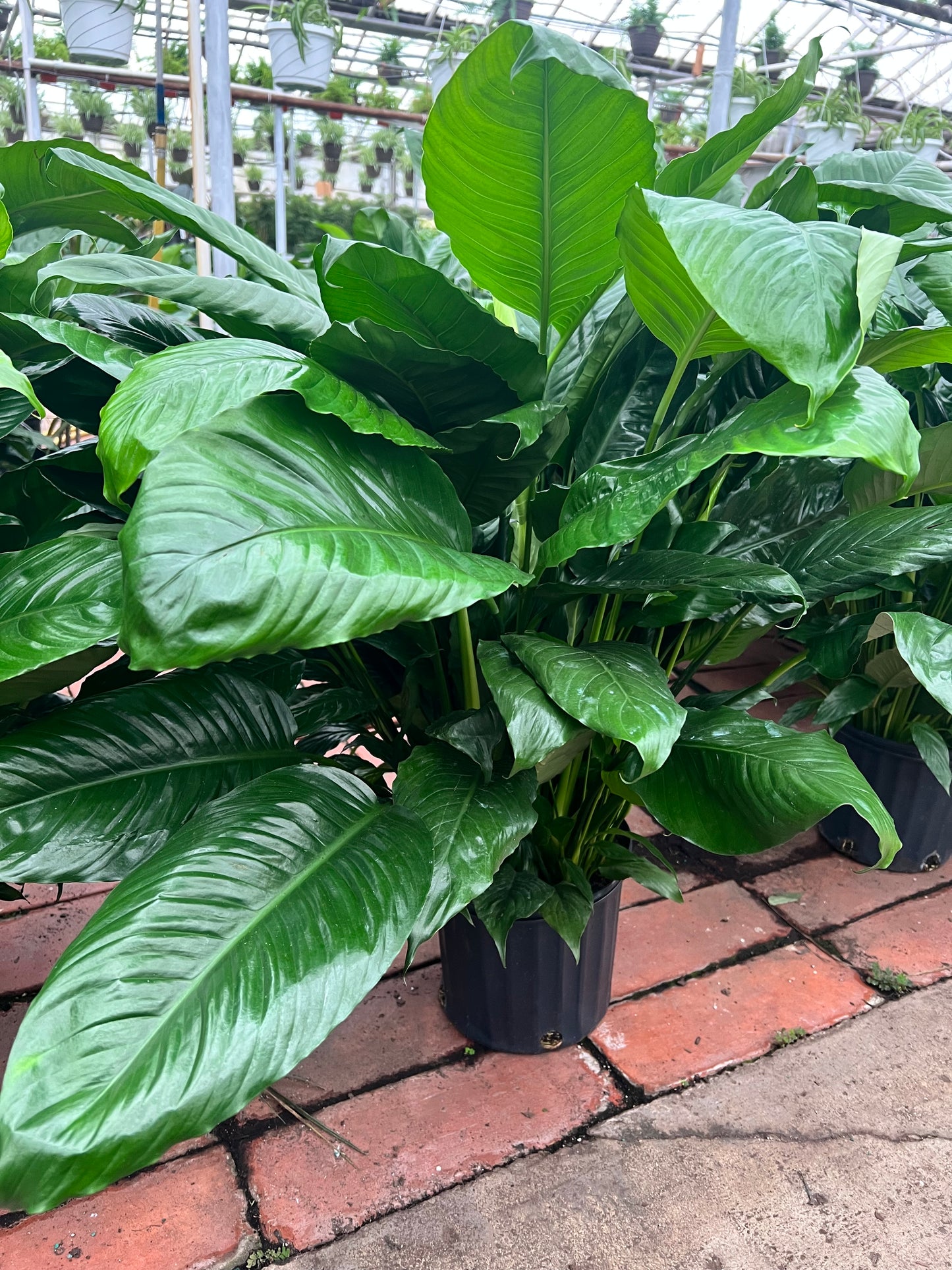 Peace Lilly 10”