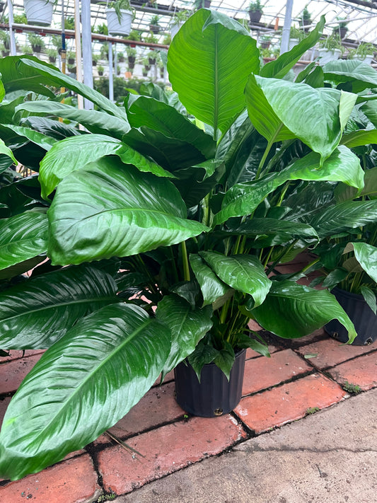 Peace Lilly 10”