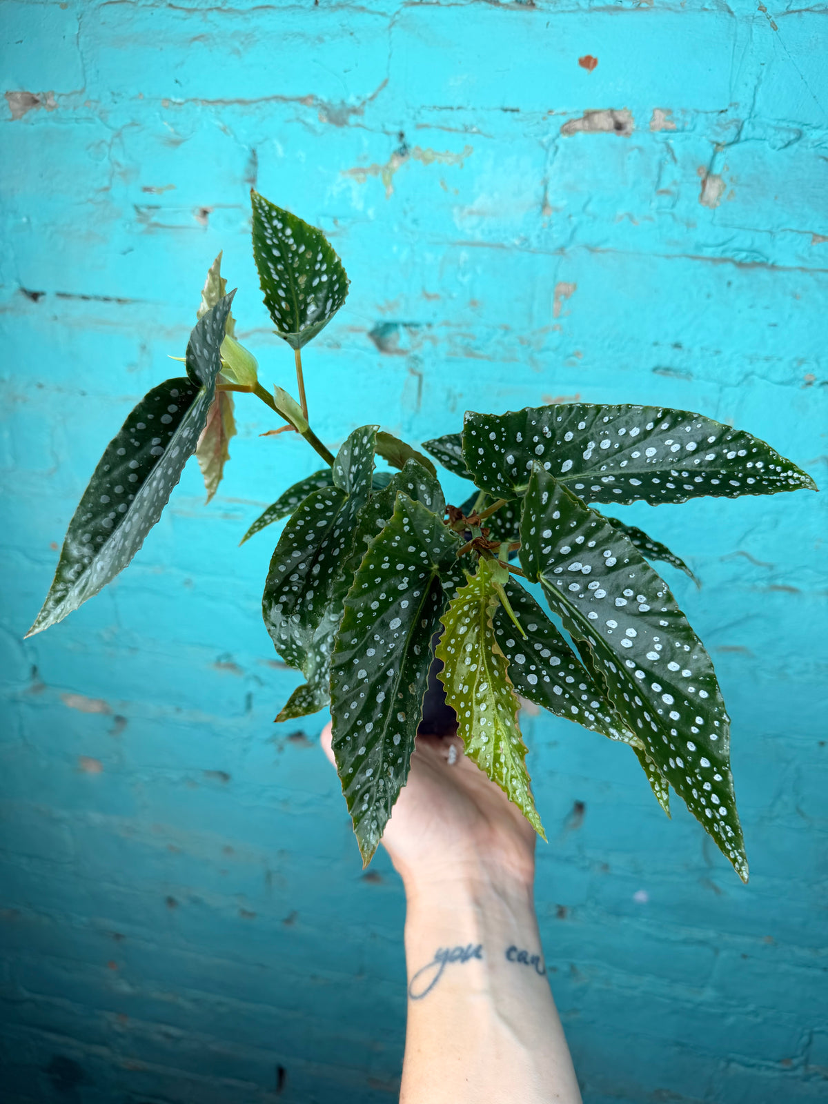 Begonia Maculata- Silver Polka Dot 4”