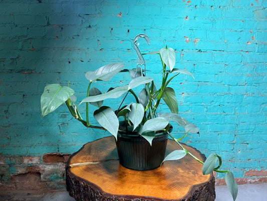 Philodendron Silver Sword basket 10”