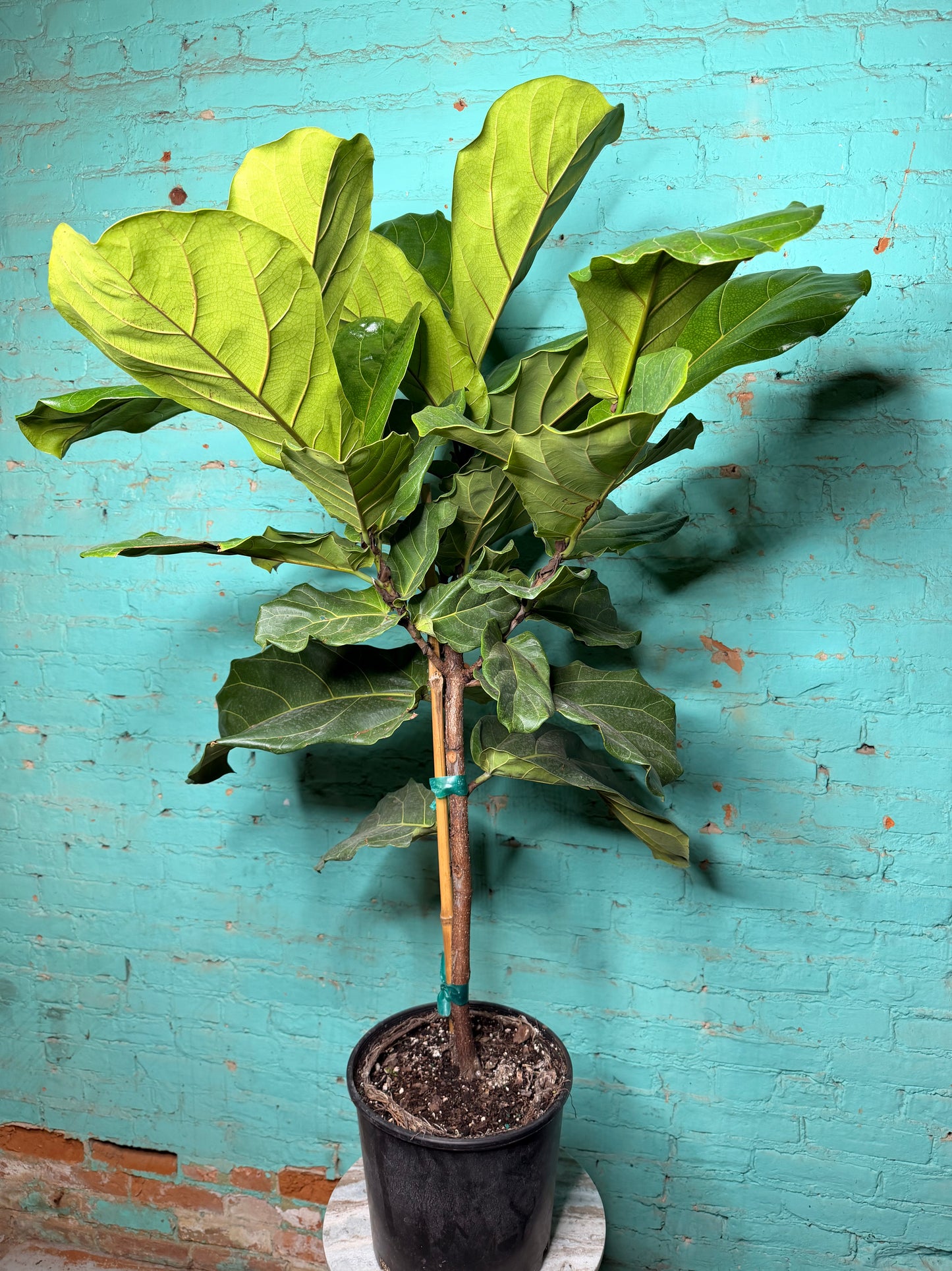 Fiddle fig 10”
