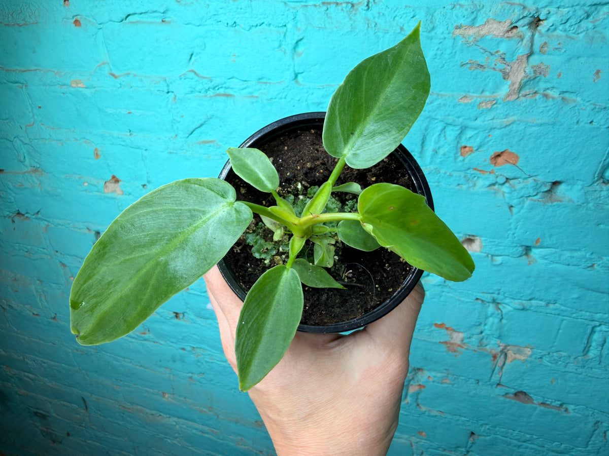 Philodendron Mayoi 4”