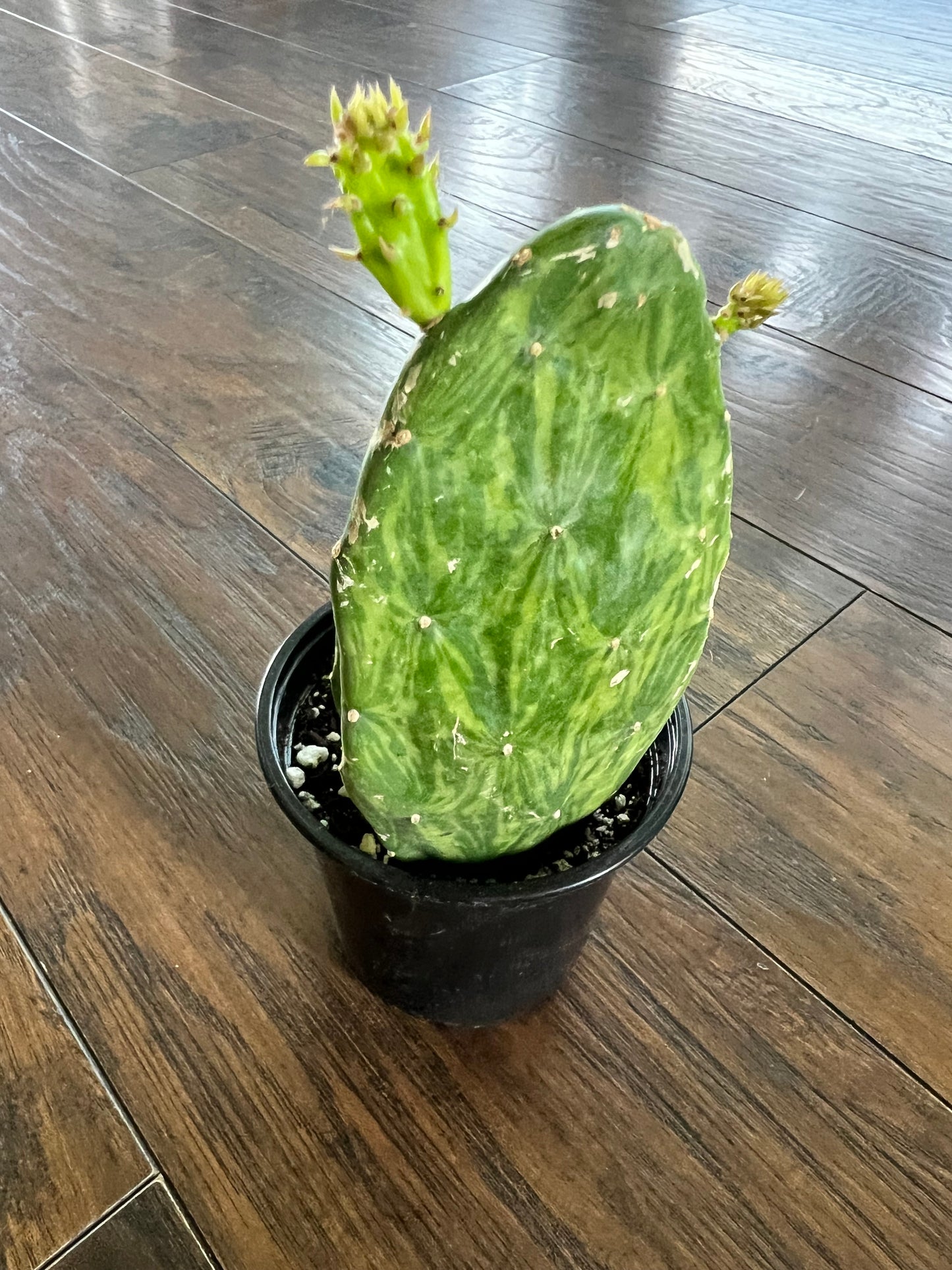 Prickly Pear (variegated)