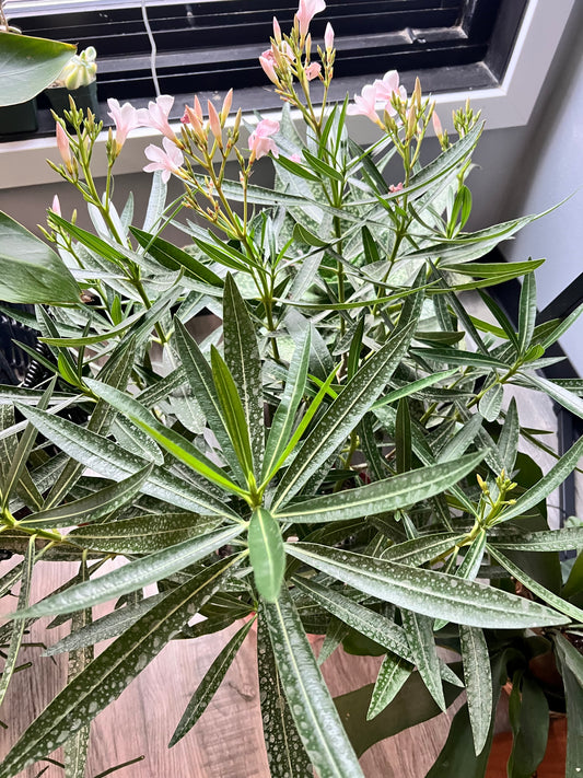 Oleander Bush 10” Light pink