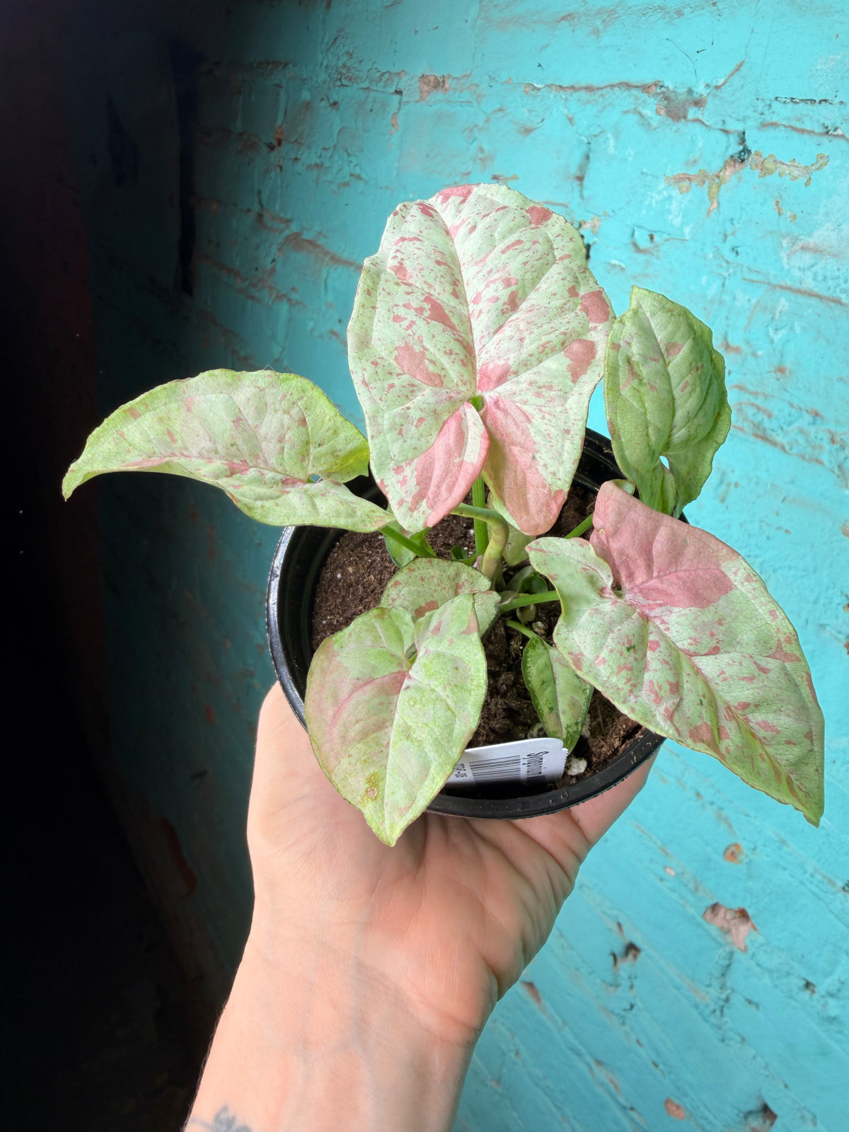 Syngonium Pink Confetti 4”