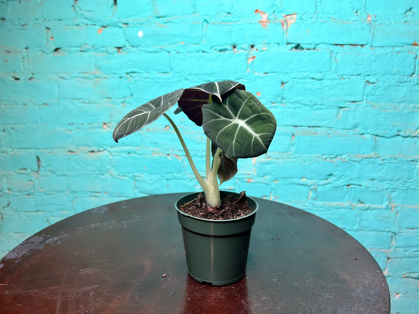 Alocasia-Black Velvet 4”