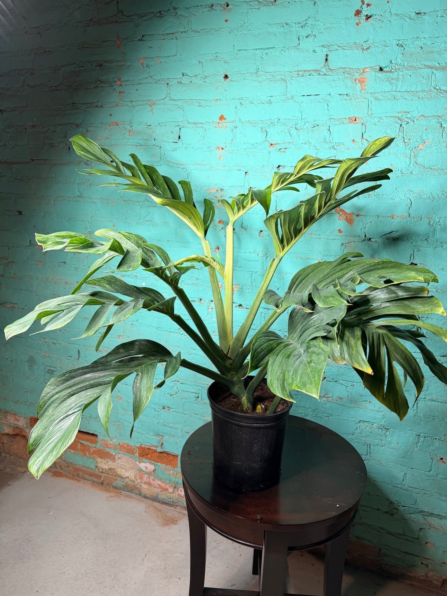 Monstera Pinnatipartita 10”