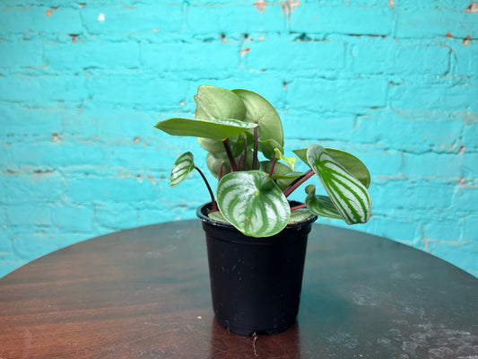Peperomia Watermelon