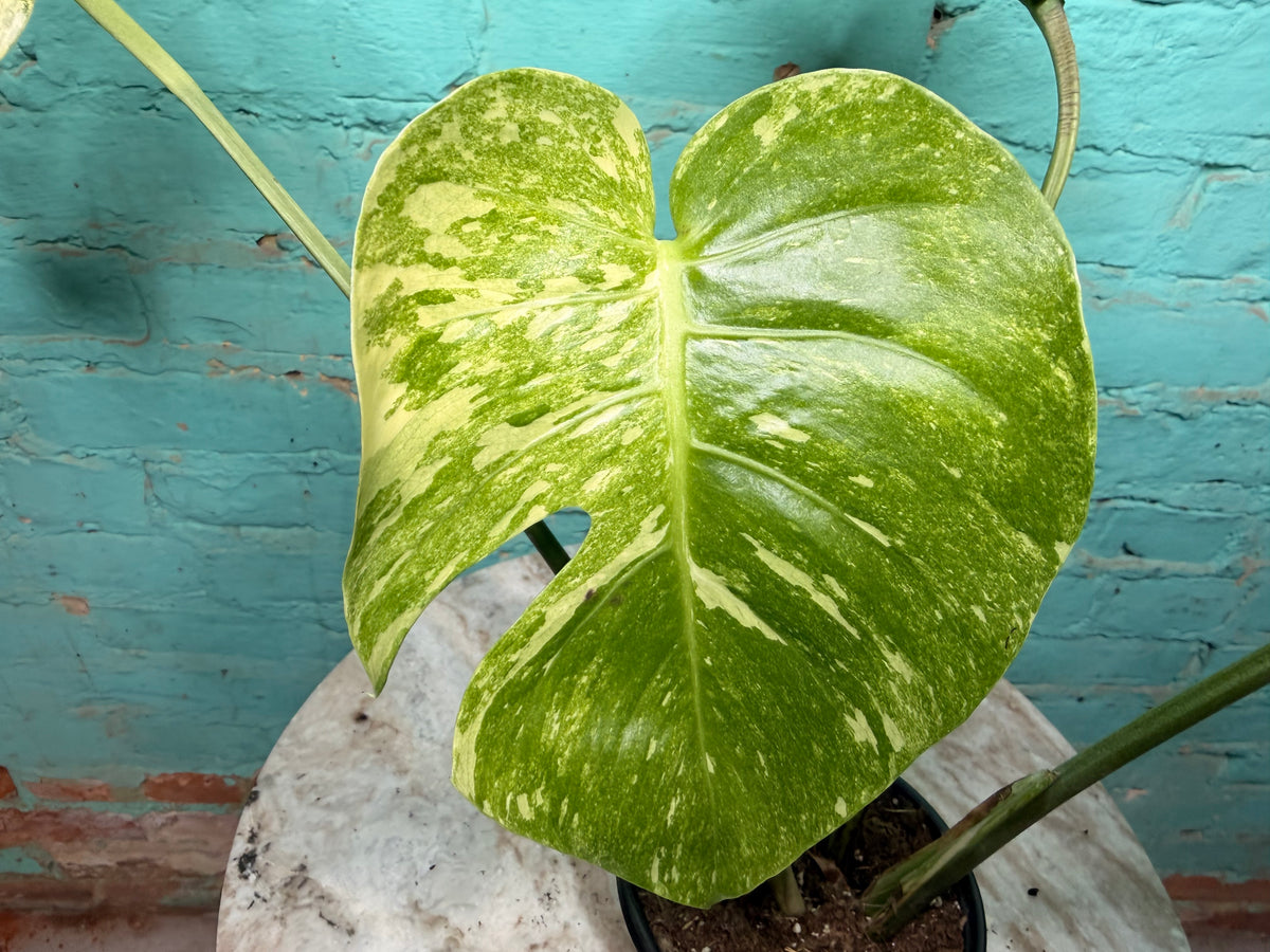 Monstera Legacy 4”