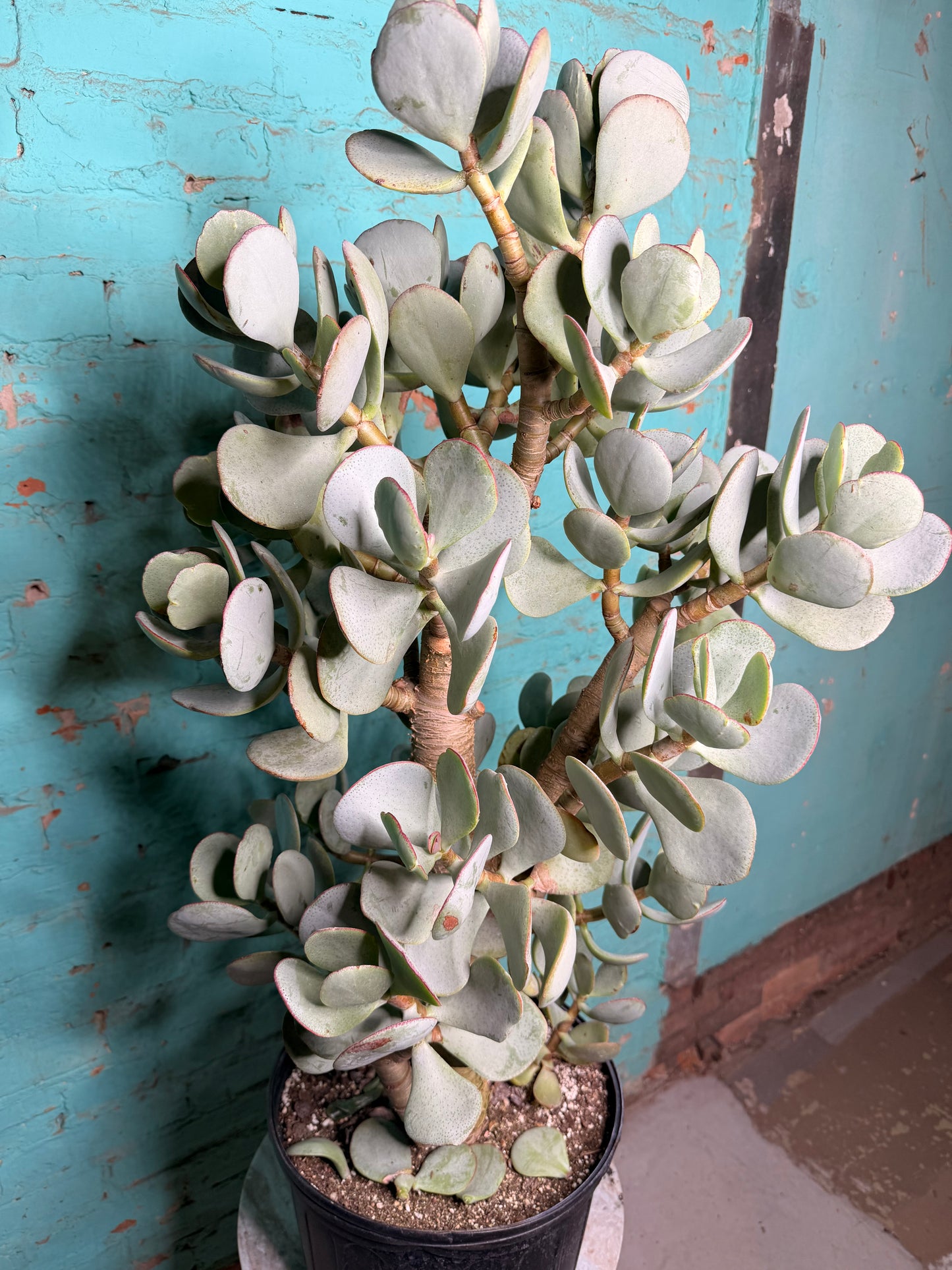 Jade Silver Dollar 10”