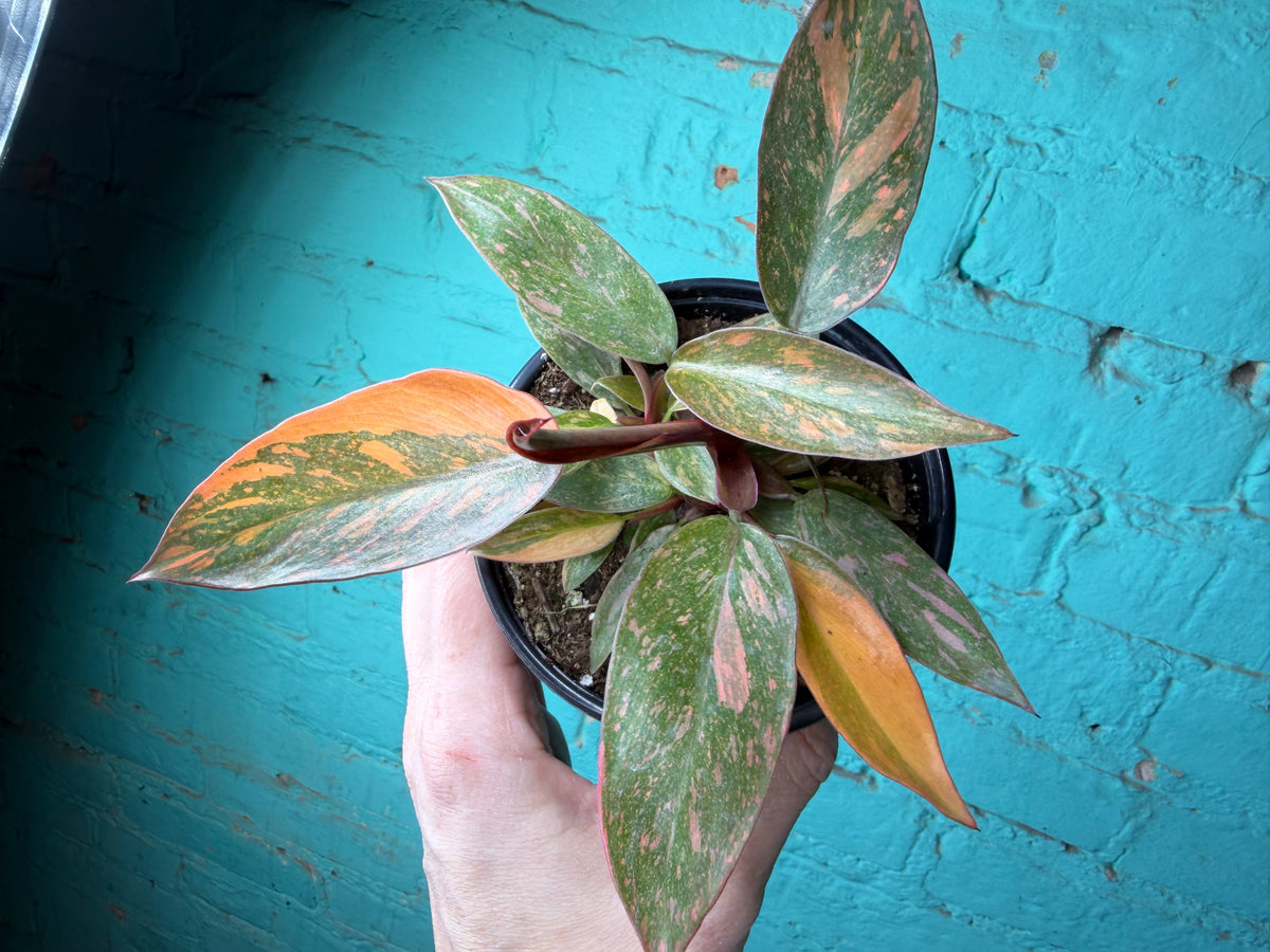 Philodendron Orange Princess 4”