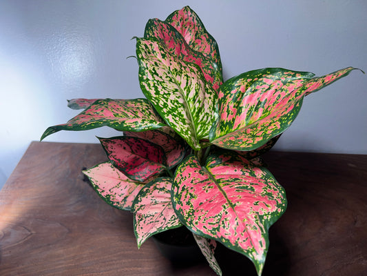 Aglaonema Ruby Ray 6”