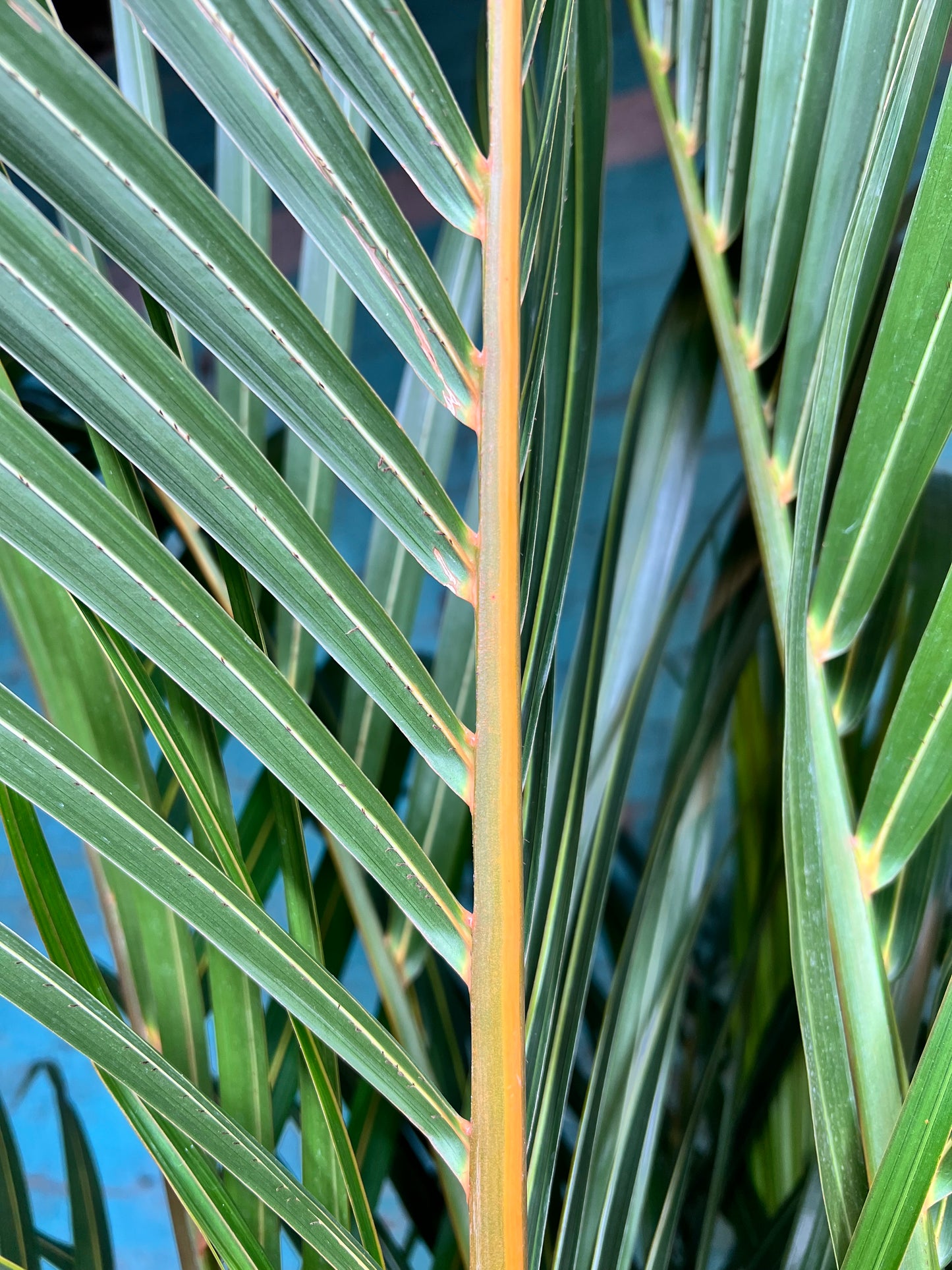 Spindle Palm 10”