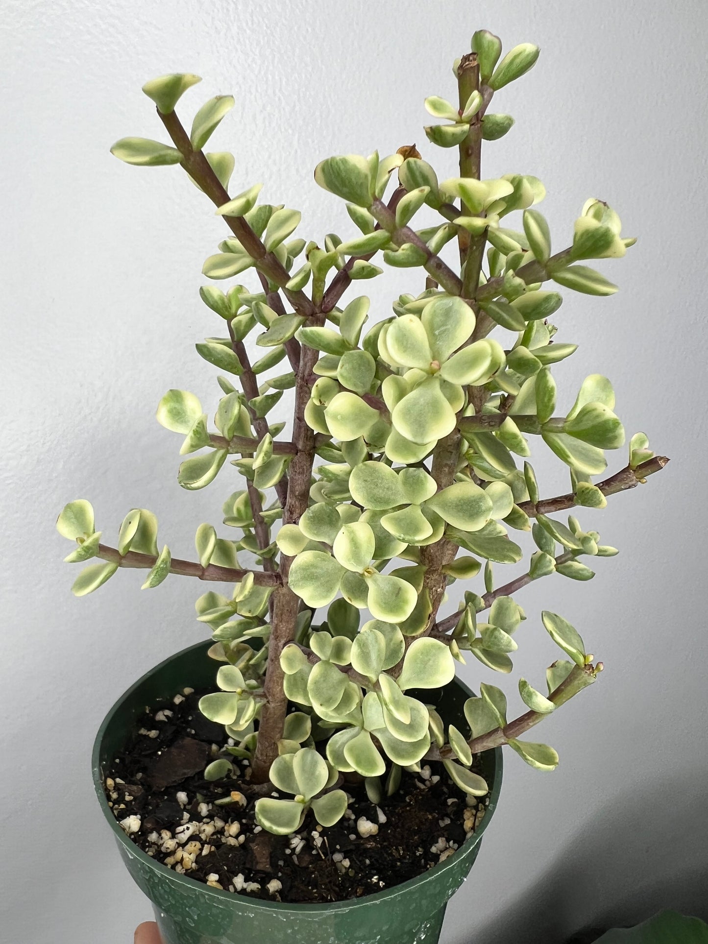 Elephant bush
