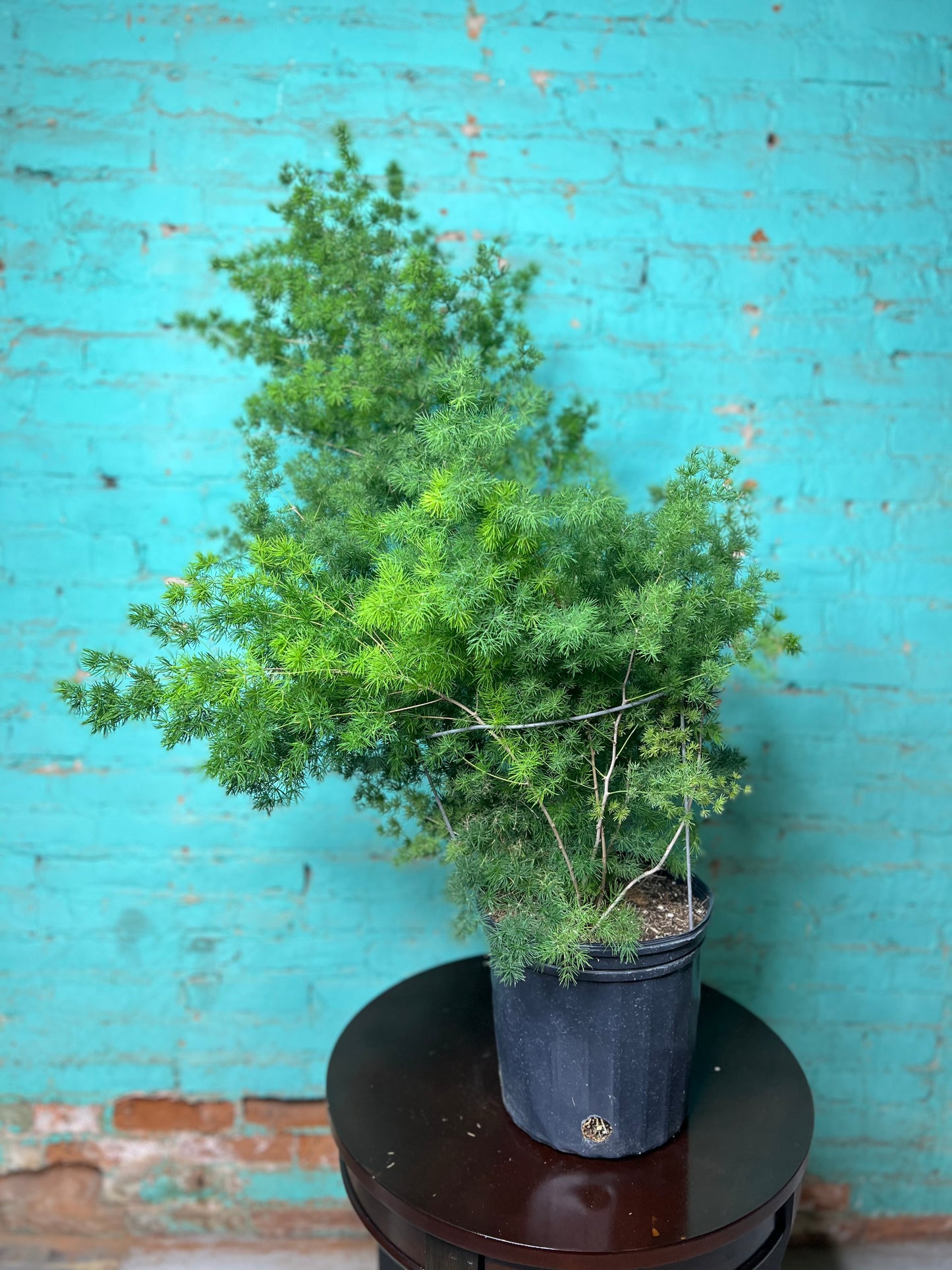 Zulu Asparagus Fern 10”