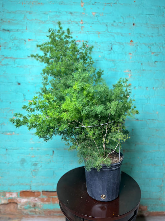 Zulu Asparagus Fern 10”