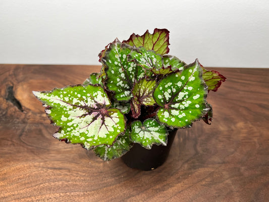 Begonia Purple blush