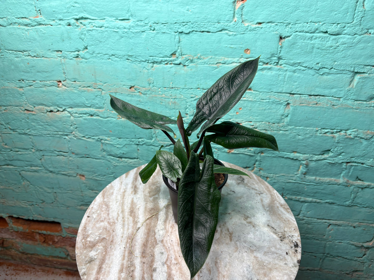 Alocasia scalprum 4”