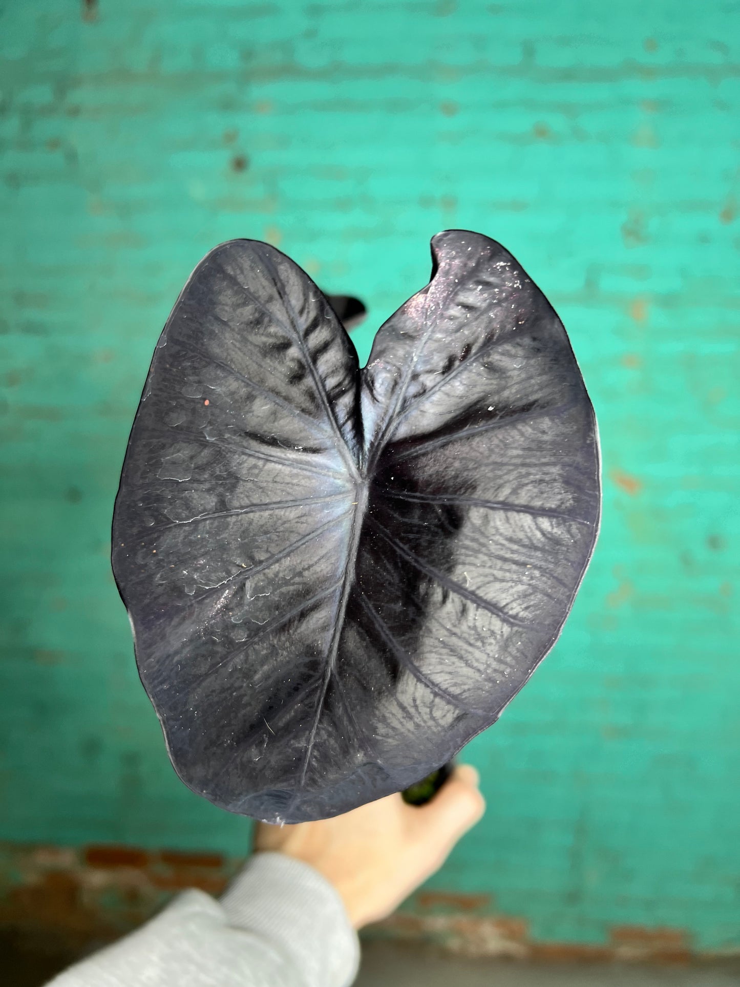 Alocasia Balck Sapphire Gecko 4”