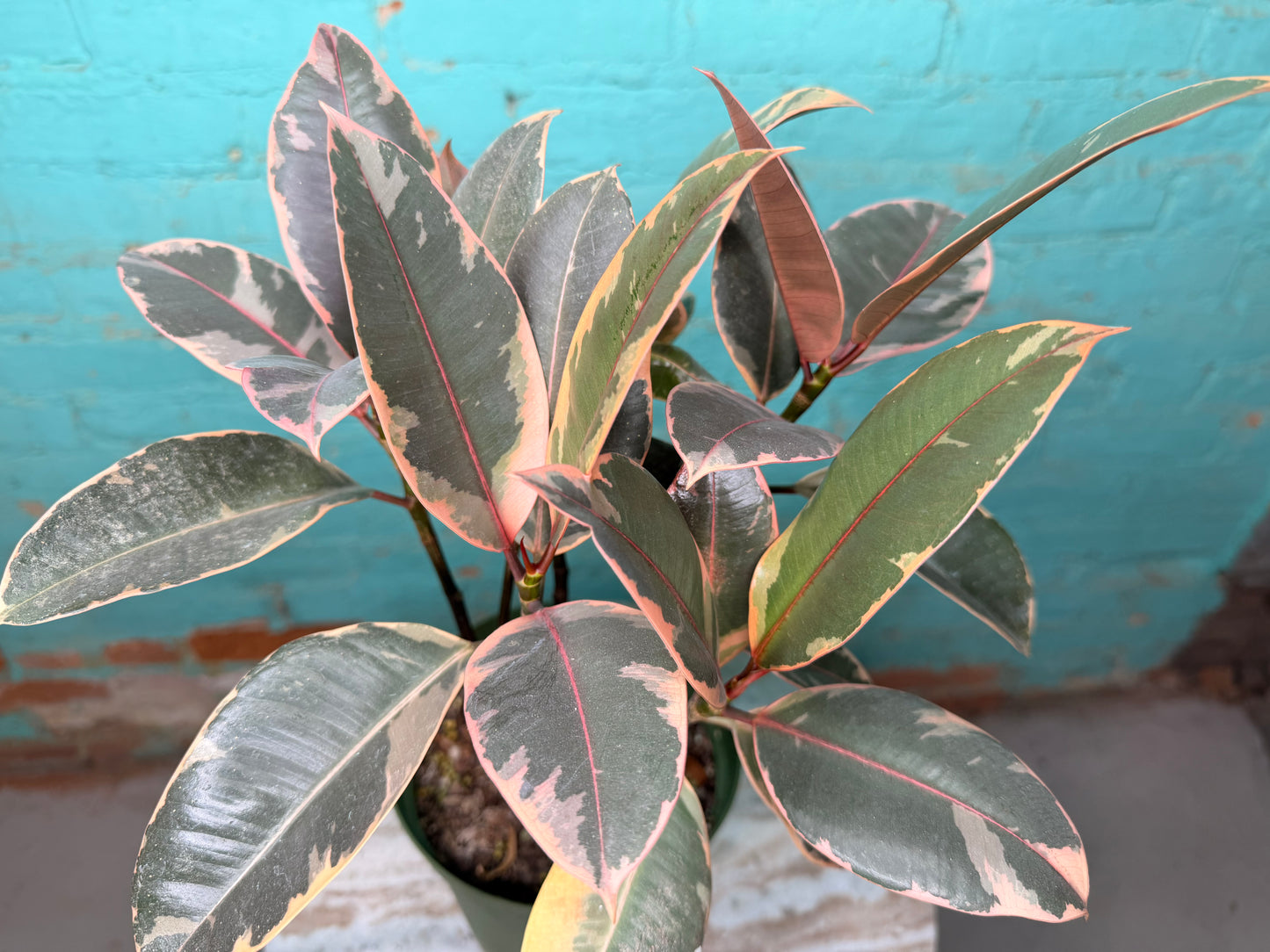 Rubber Plant-Ruby variegated pink 6”