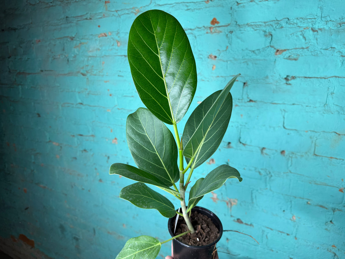 Ficus ‘Audrey’ 4”