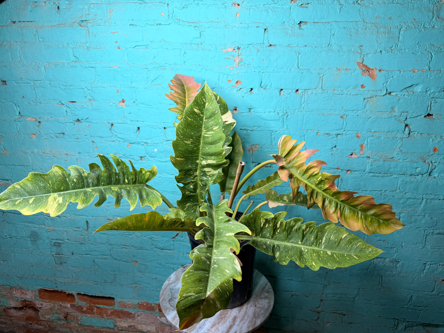 Philodendron Ring of Fire 10”