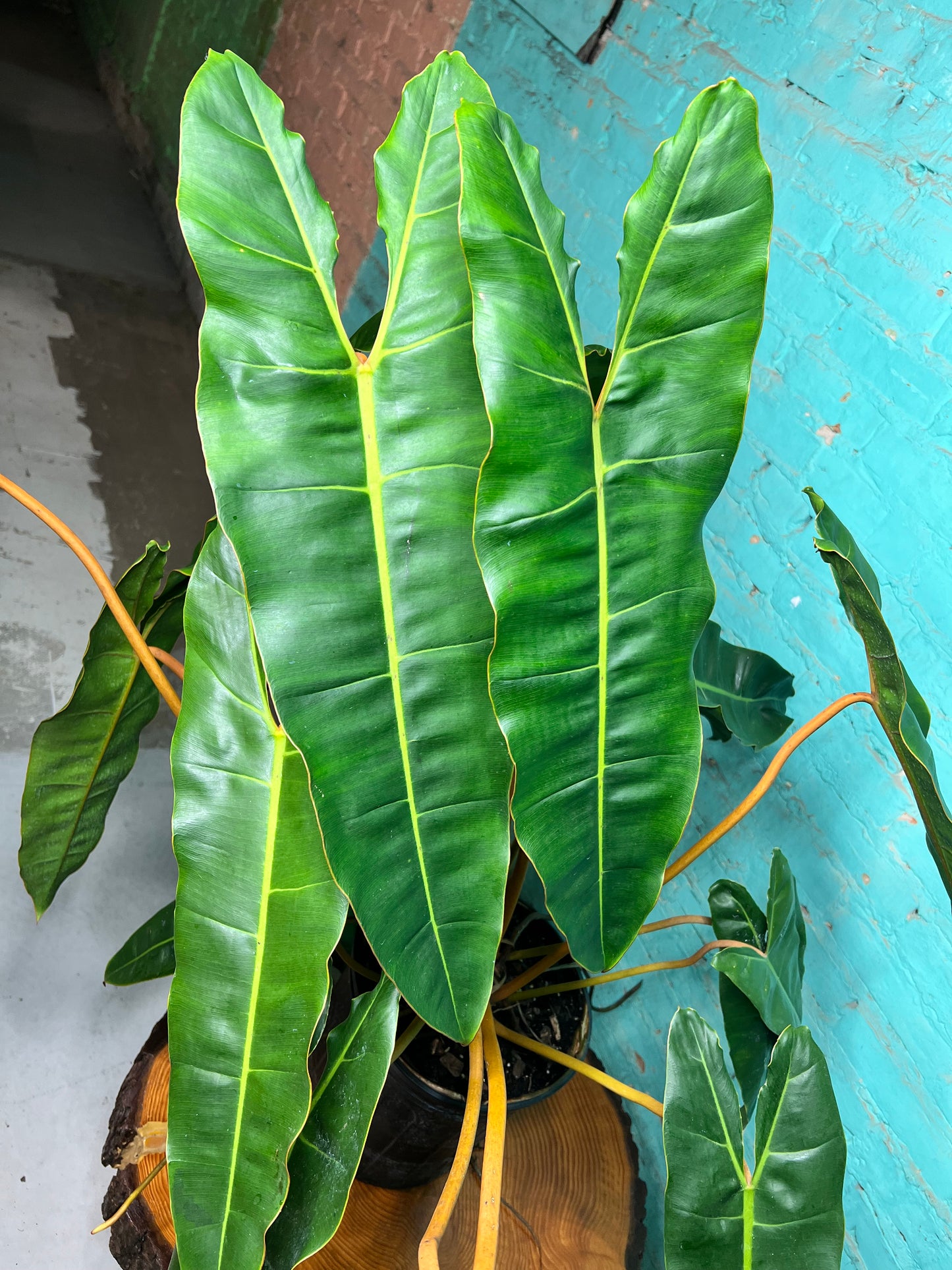 Philodendron Billietiae 10”
