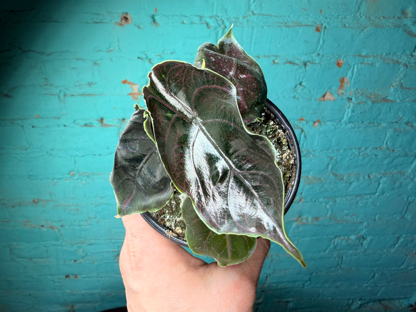 Alocasia Azlanii 4”