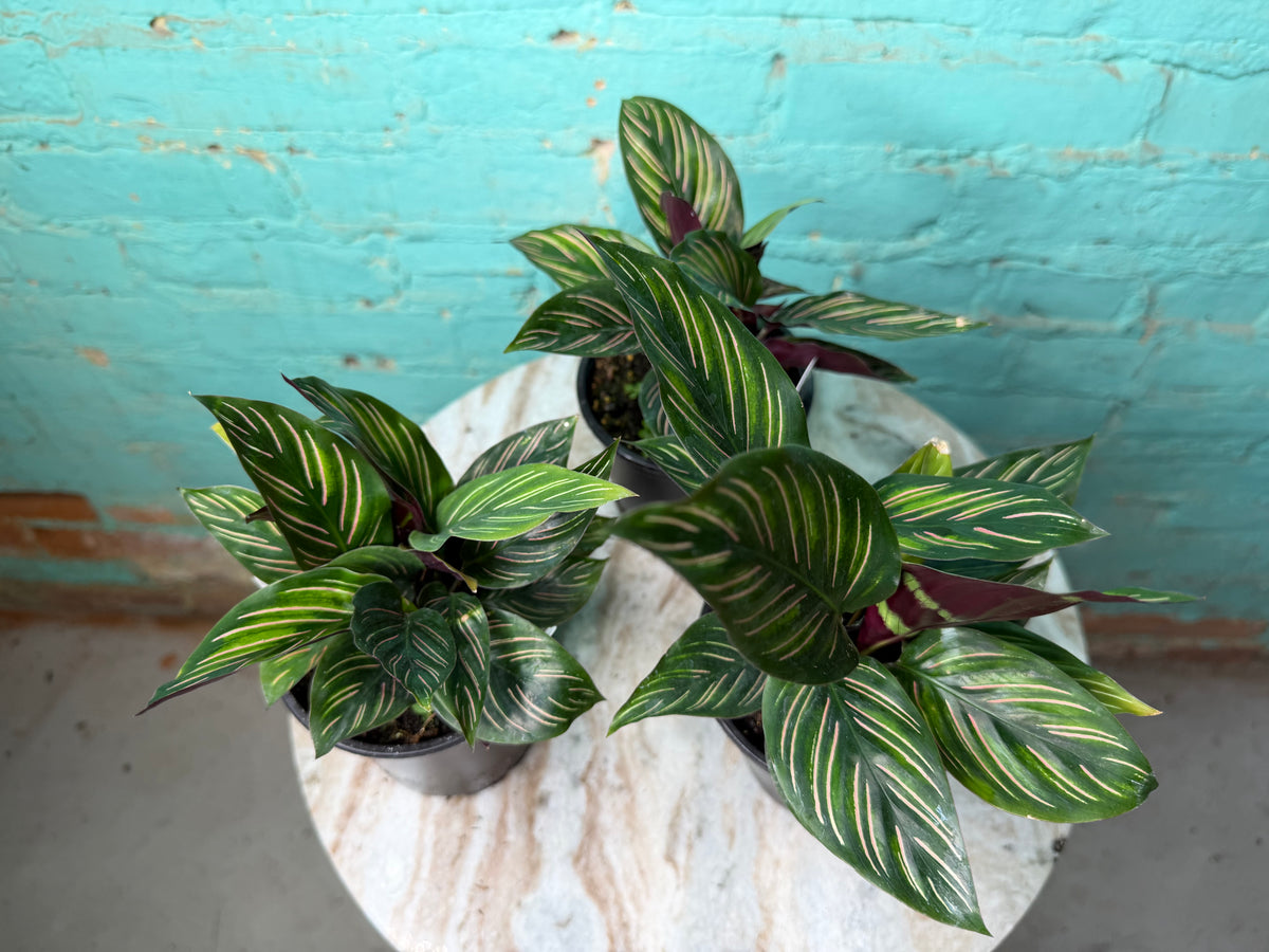 Calathea Orante 4”