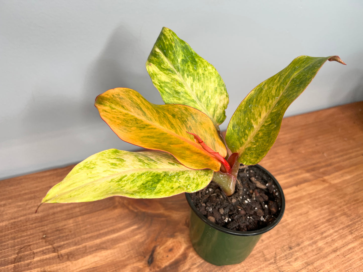 Philodendron Calkin Orange 4”