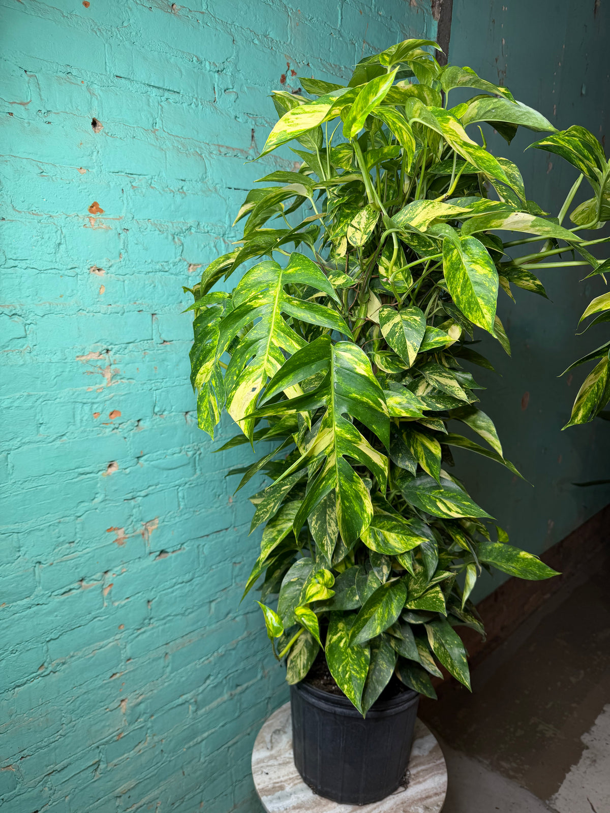 Epipremnum Pinnatum Yellow Flame 10” totem 47”