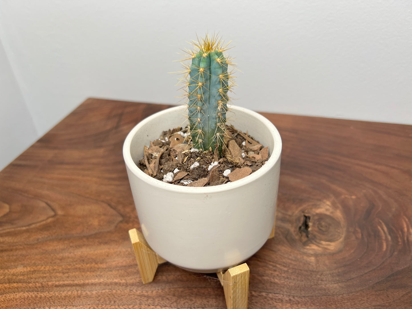 Cactus & standing pot 4”