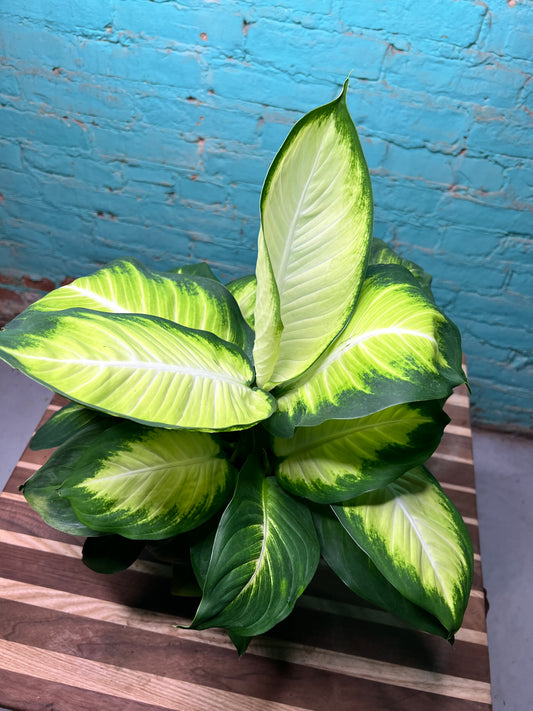 Dieffenbachia Honeydew 6”