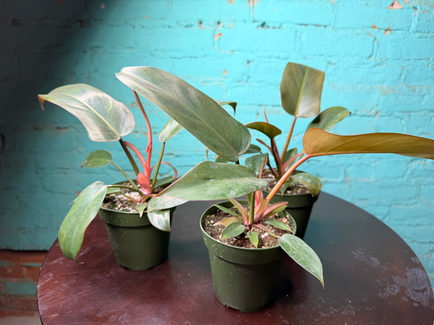 Philodendron ‘Florida Bronze’ 4”