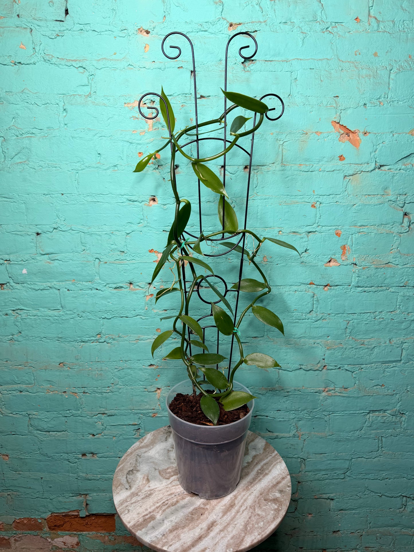Vanilla Bean Orchids Trellis