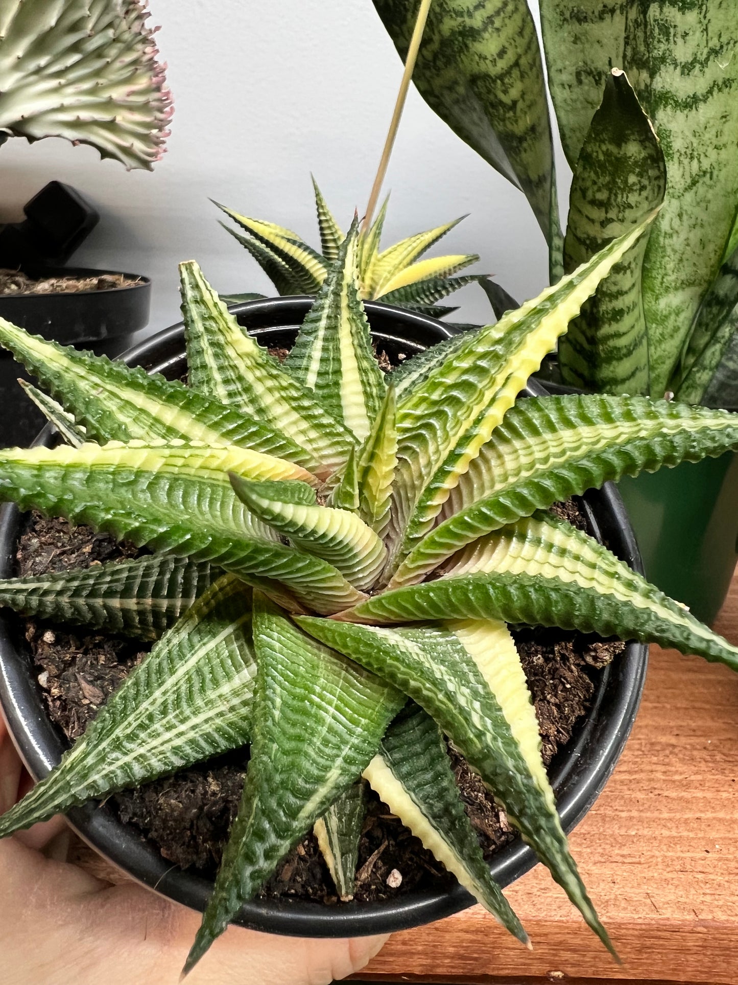 Haworthia Aurea