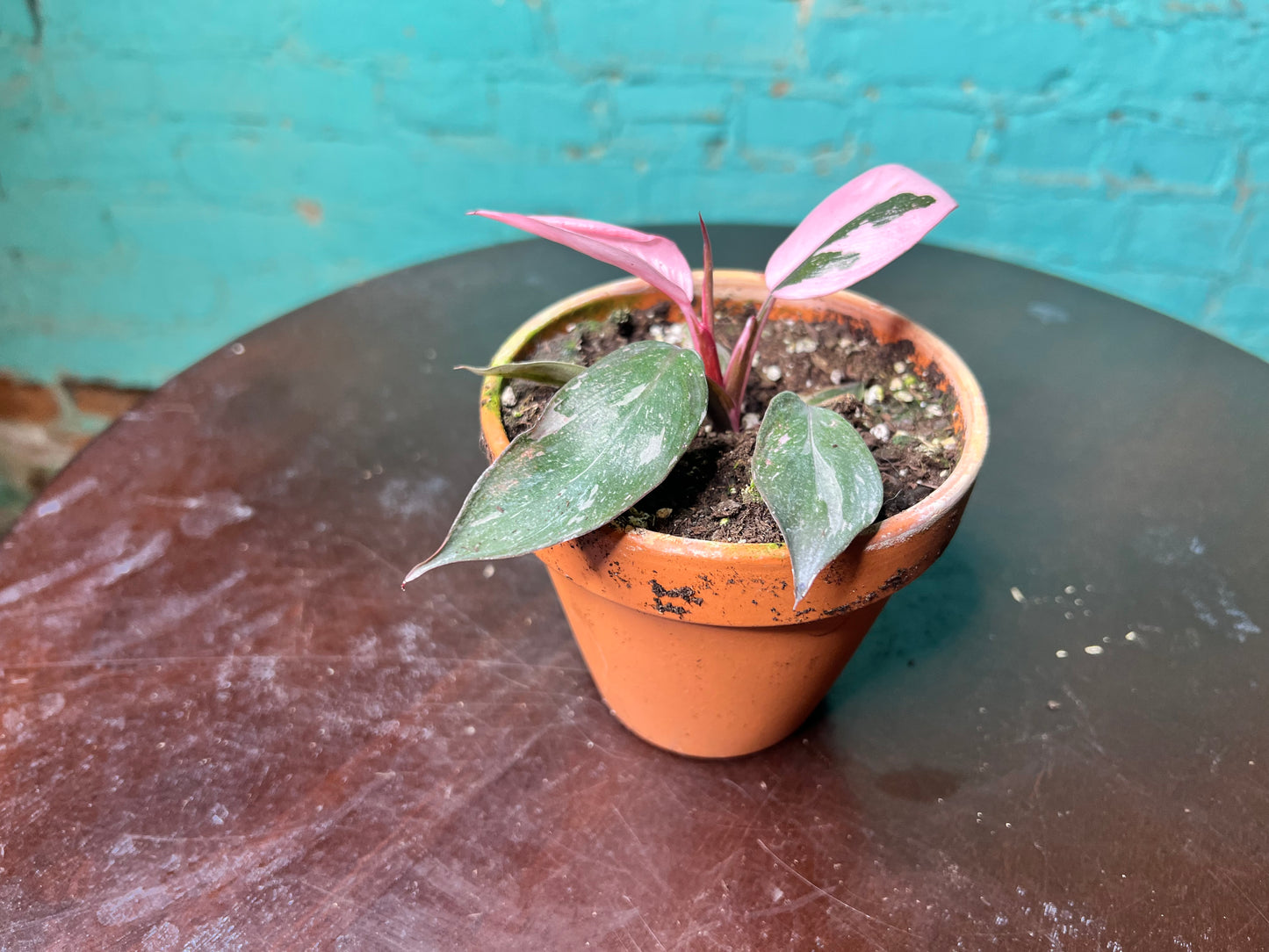 Philodendron Pink Marble Princess 4” (Clay)