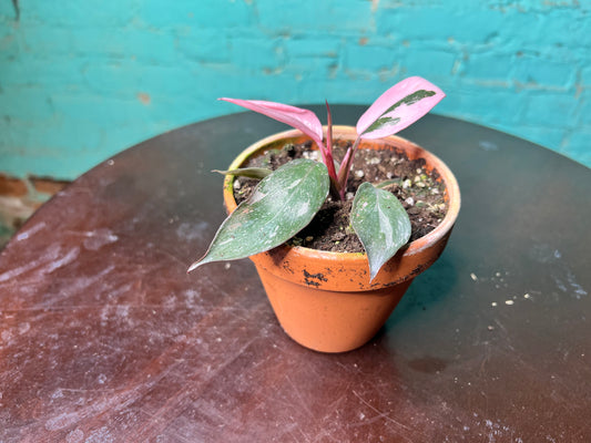 Philodendron Pink Marble Princess 4” (Clay)
