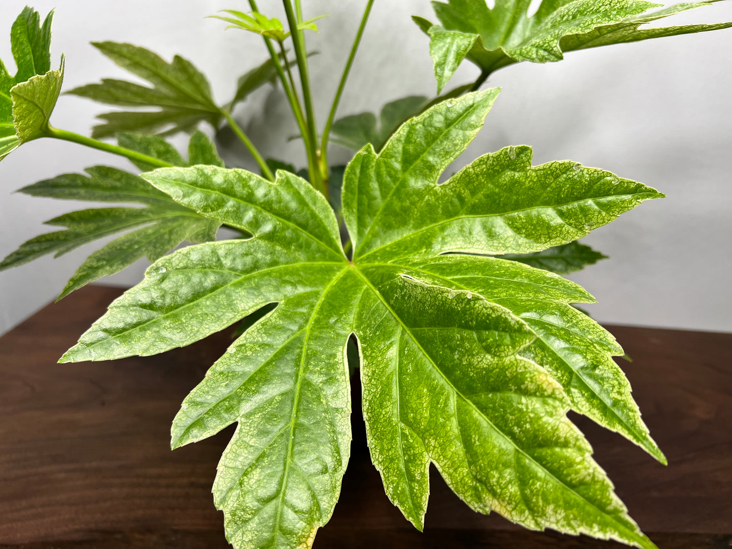 Japanese Fatsia