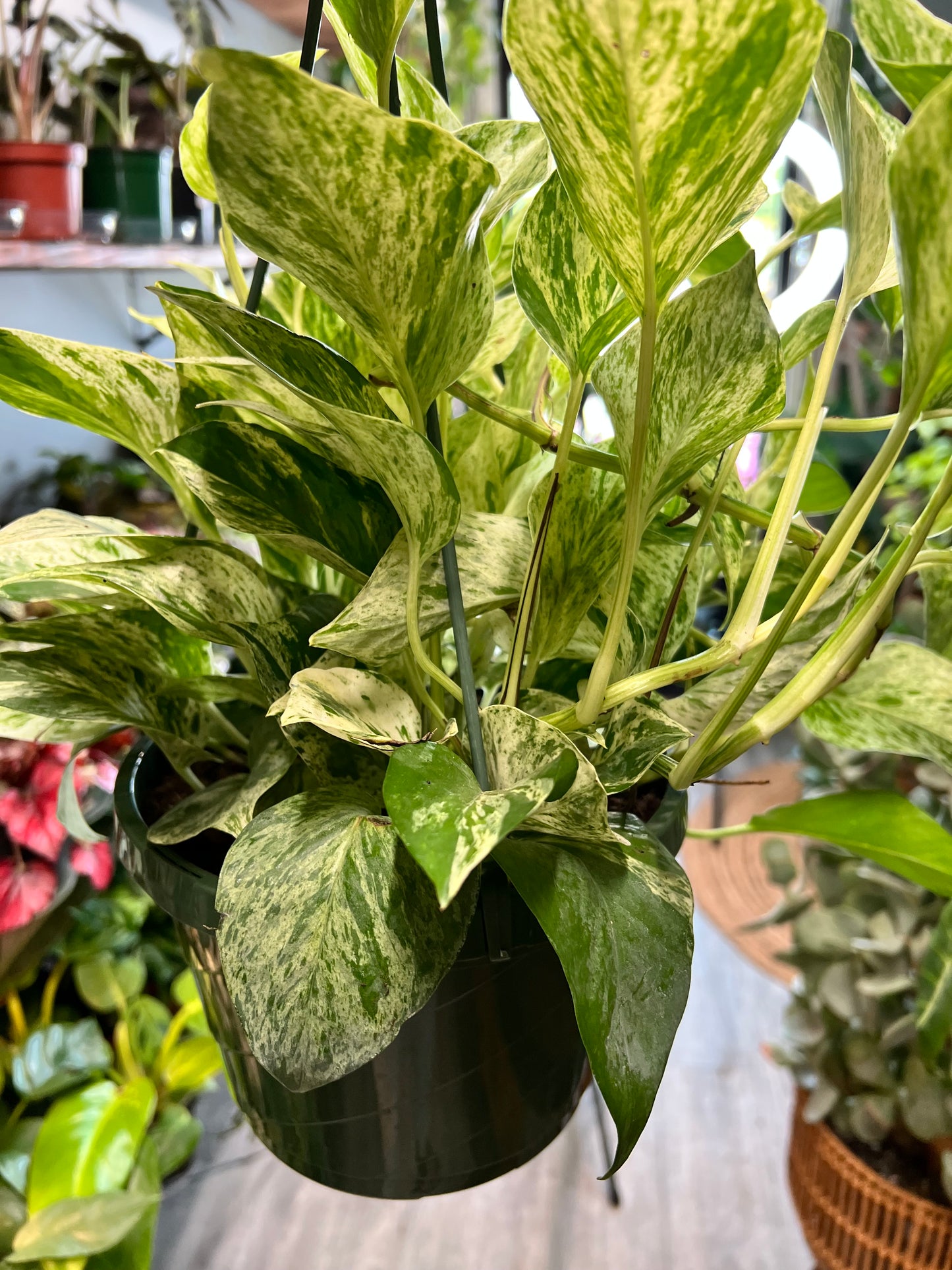 Pothos Marble Queen 8” basket