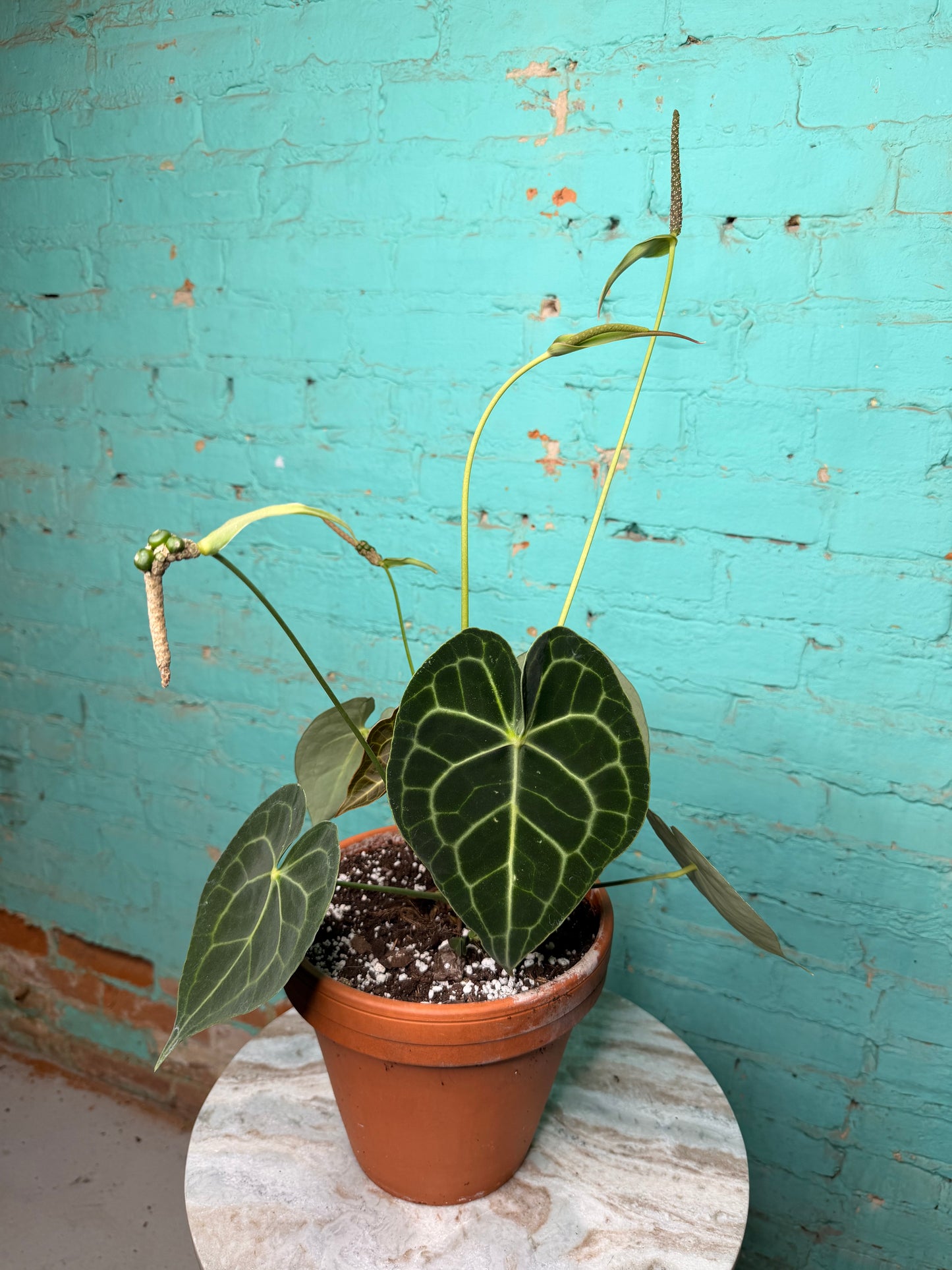 Anthurium Clarinervium 8”