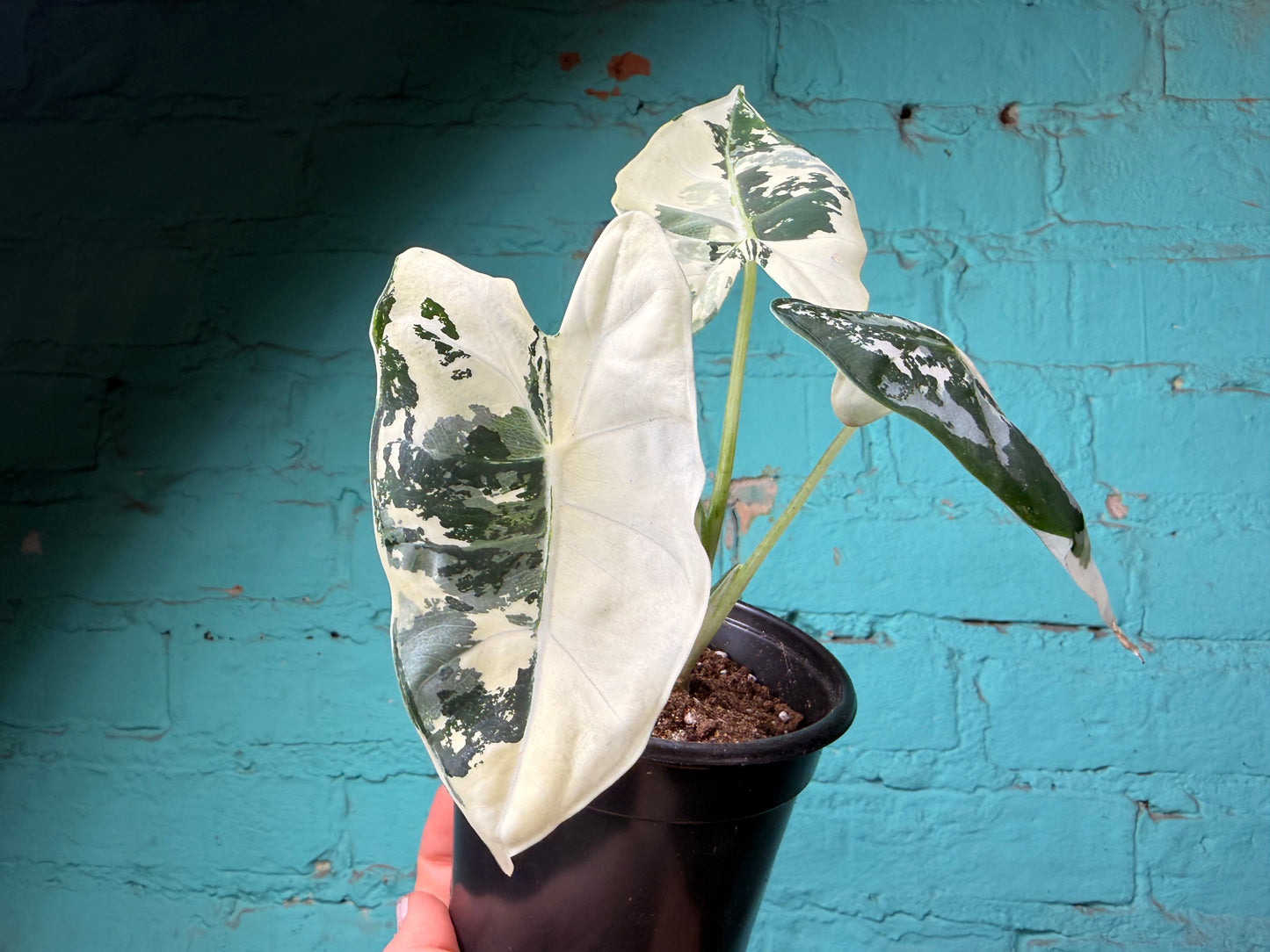 Alocasia Frydek Variegated 4”