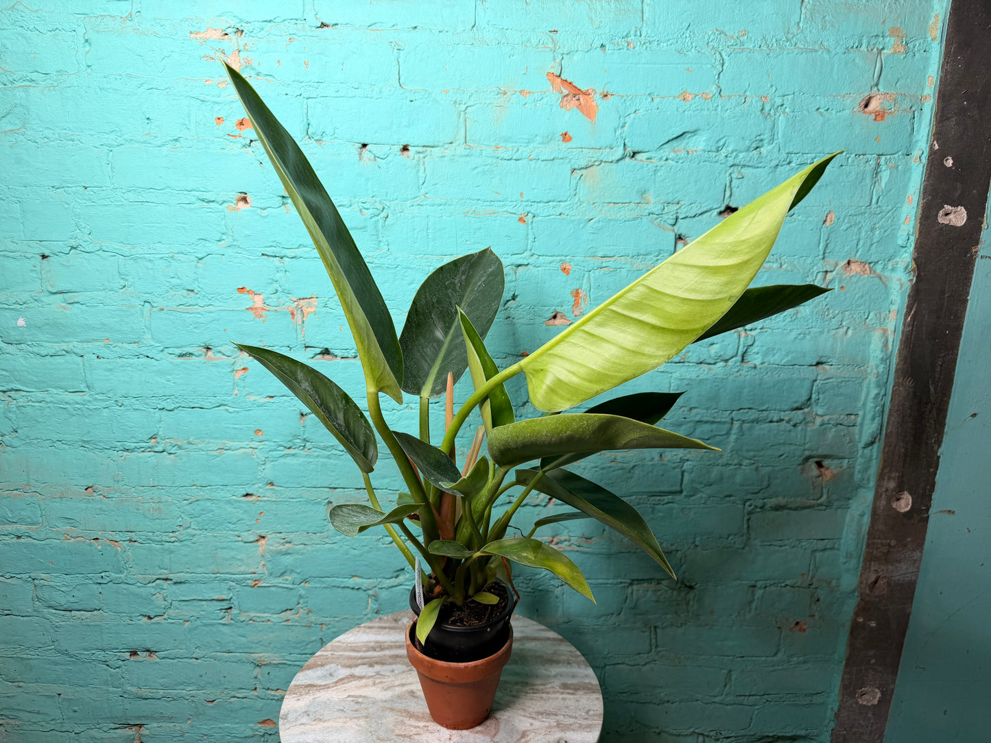 Philodendron Congo Thailand