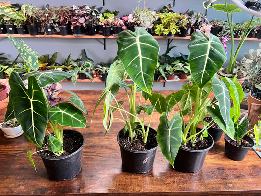 Alocasia Frydrek 6”