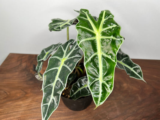 Alocasia Polly 6”