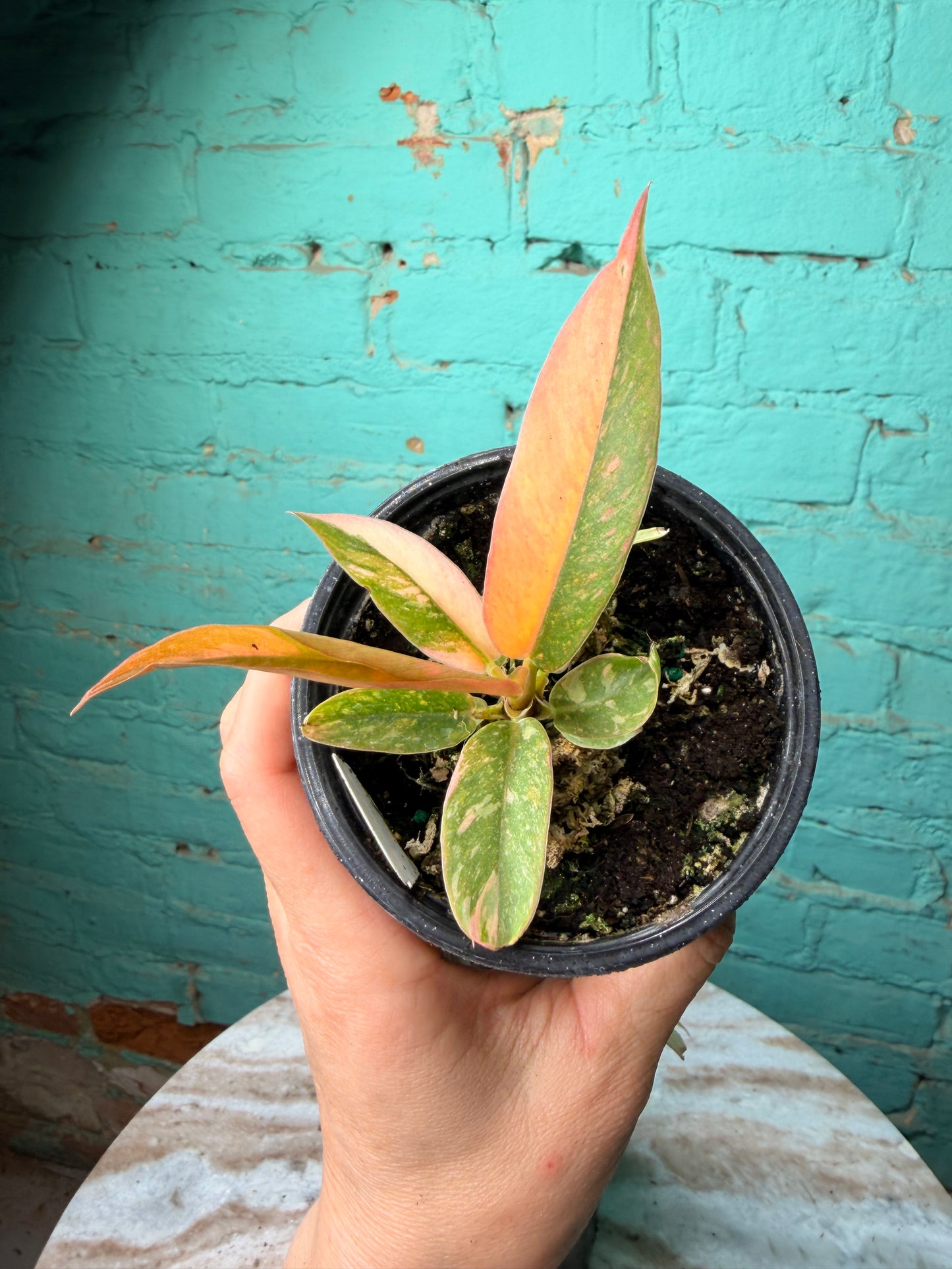 Philodendron Ring of Fire