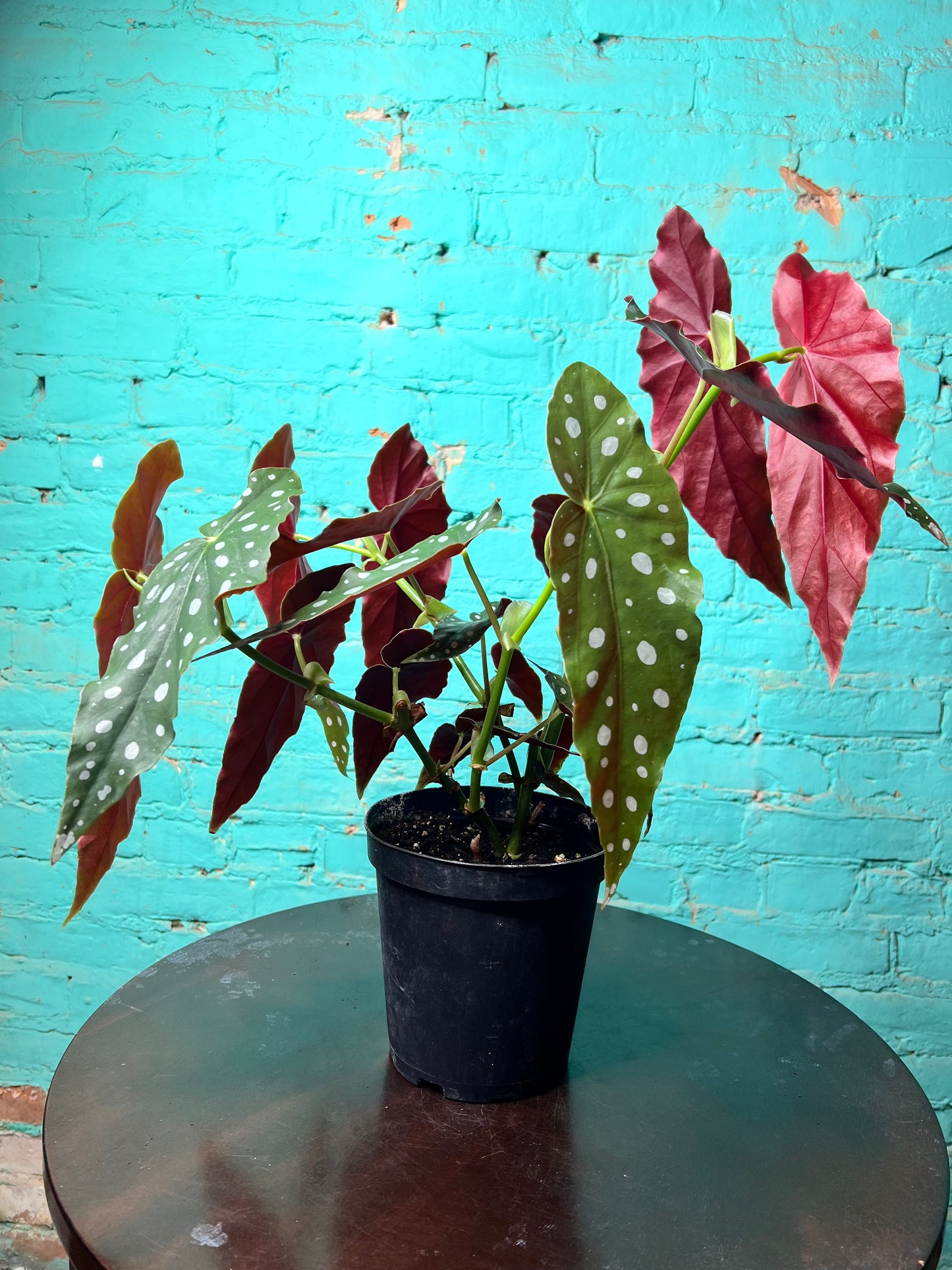 Begonia Maculata 6” Polka Dot