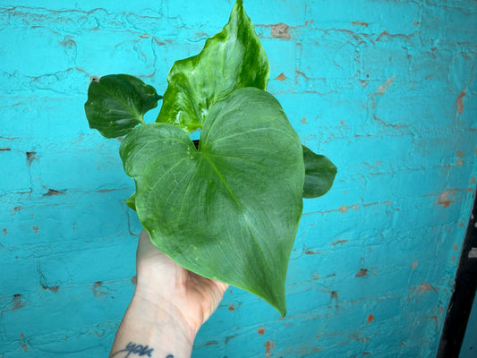 Philodendron Angela 4”