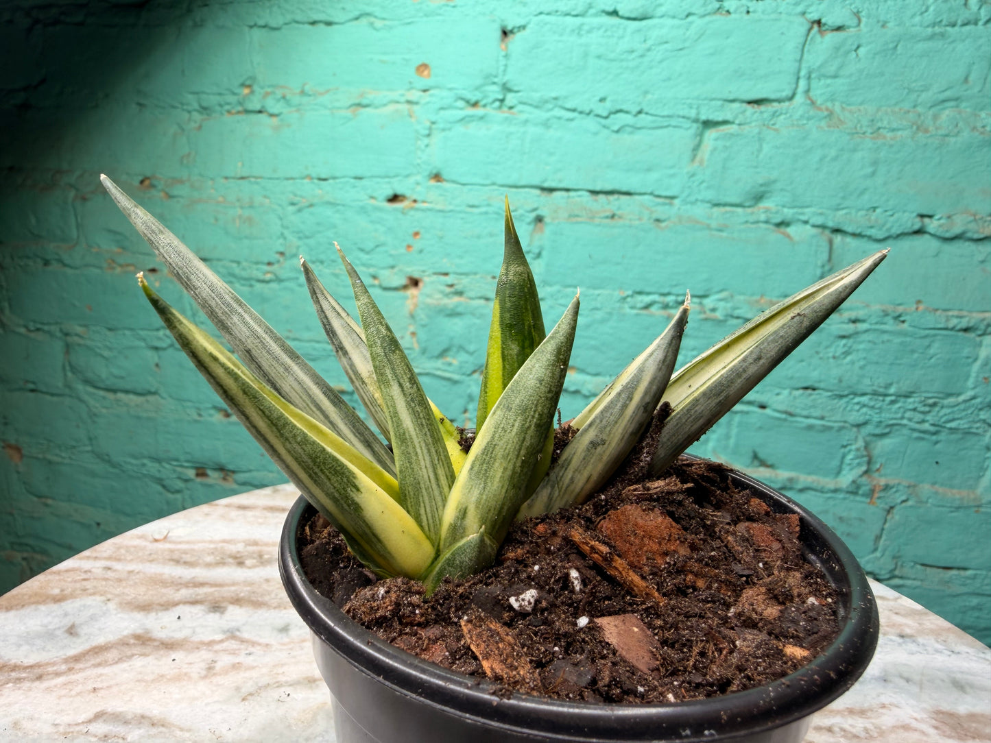 Snake Plant “Starfish”  Variegated